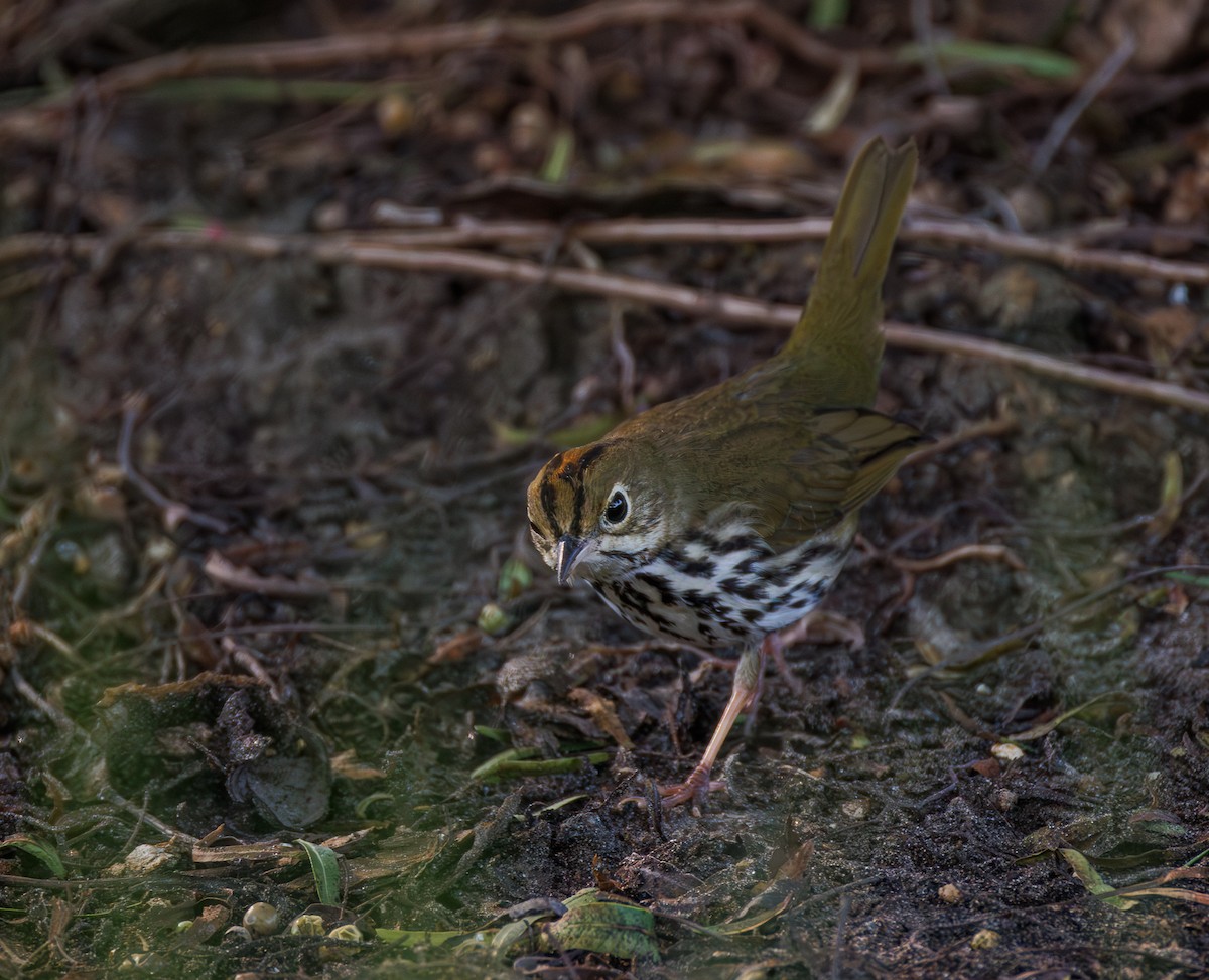 Ovenbird - ML646369832