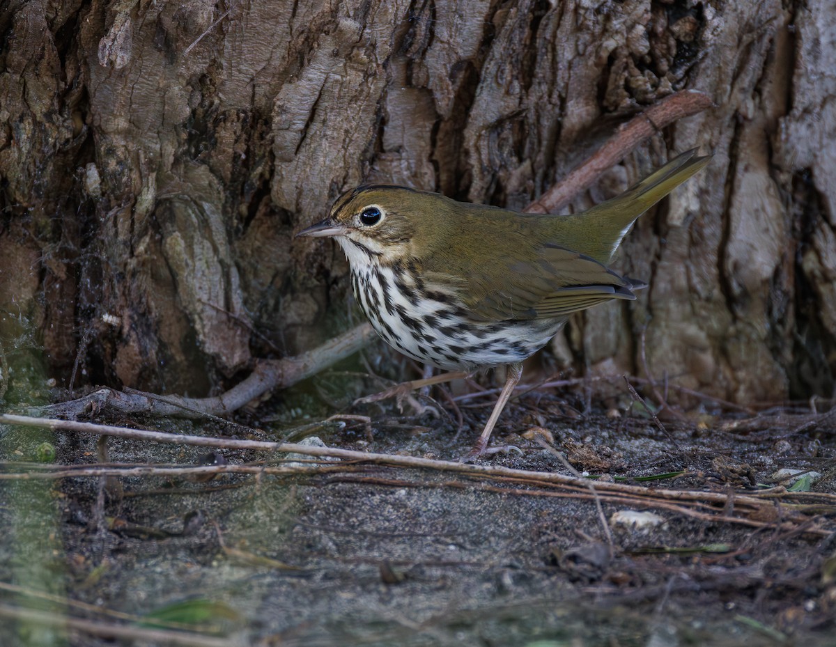 Ovenbird - ML646369833
