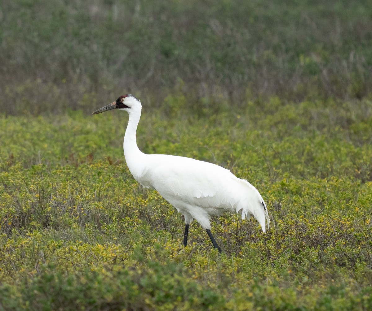 Whooping Crane - ML646369834