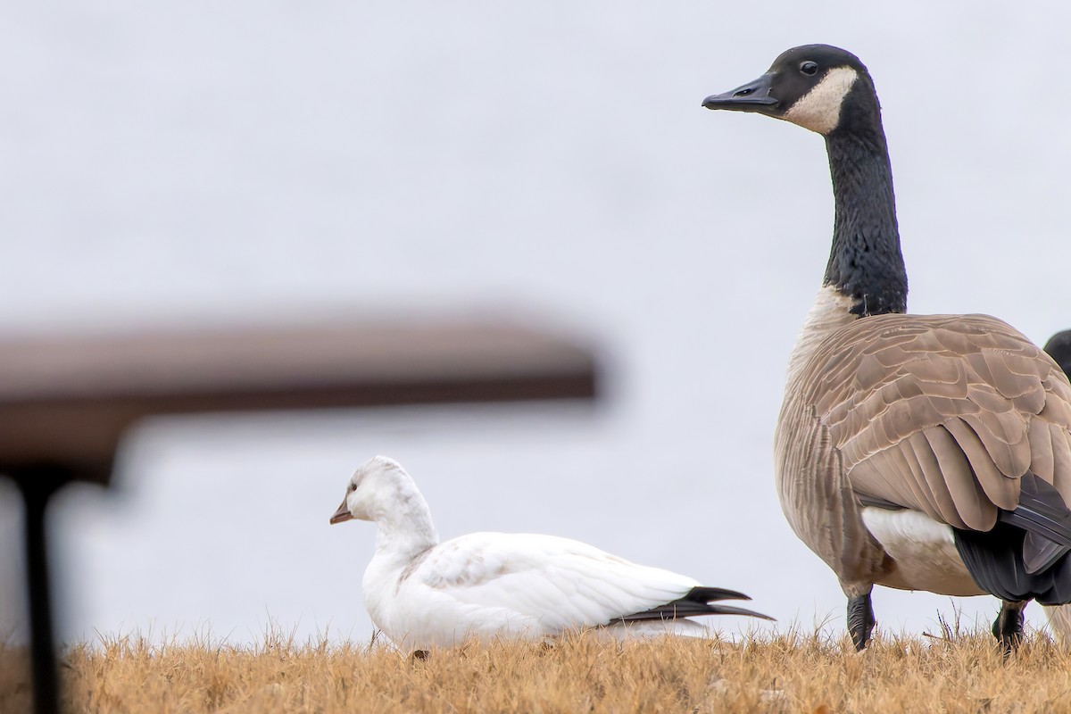 Ánsar de Ross - ML646369835