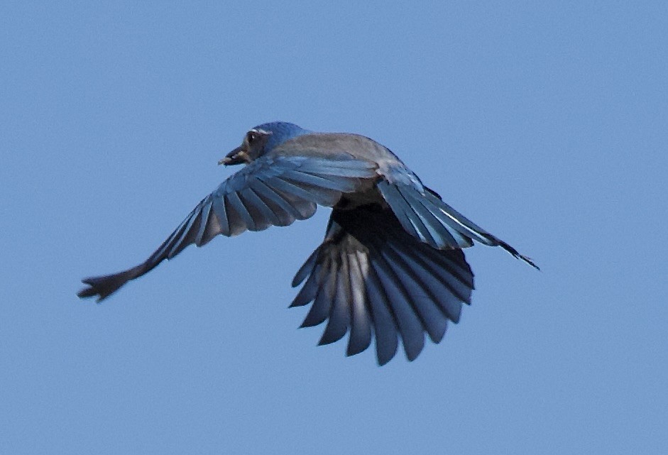 California Scrub-Jay - ML646369847
