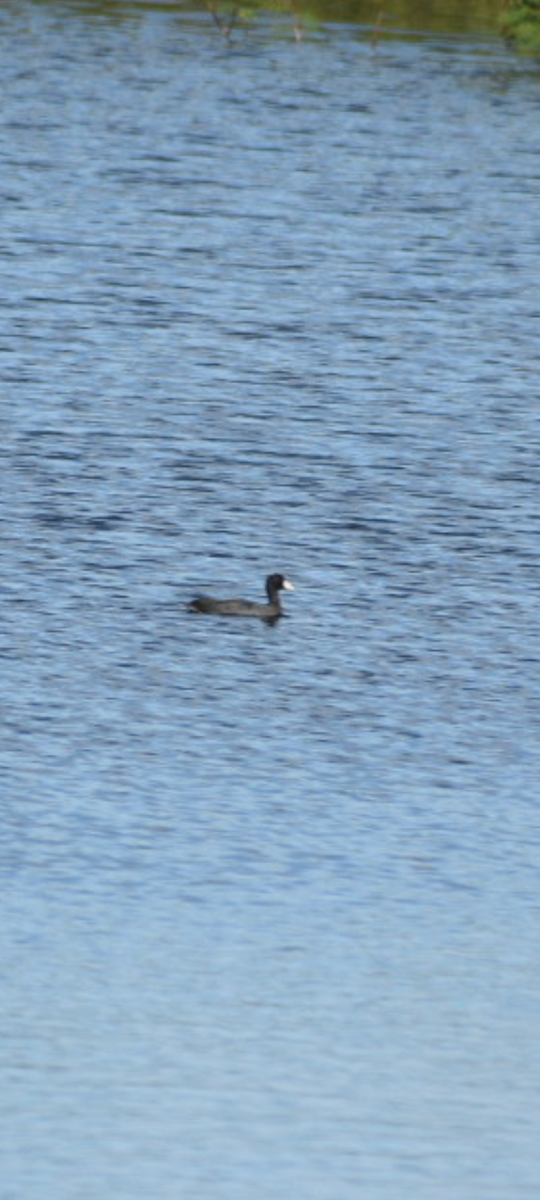 Лиска американська - ML646369848