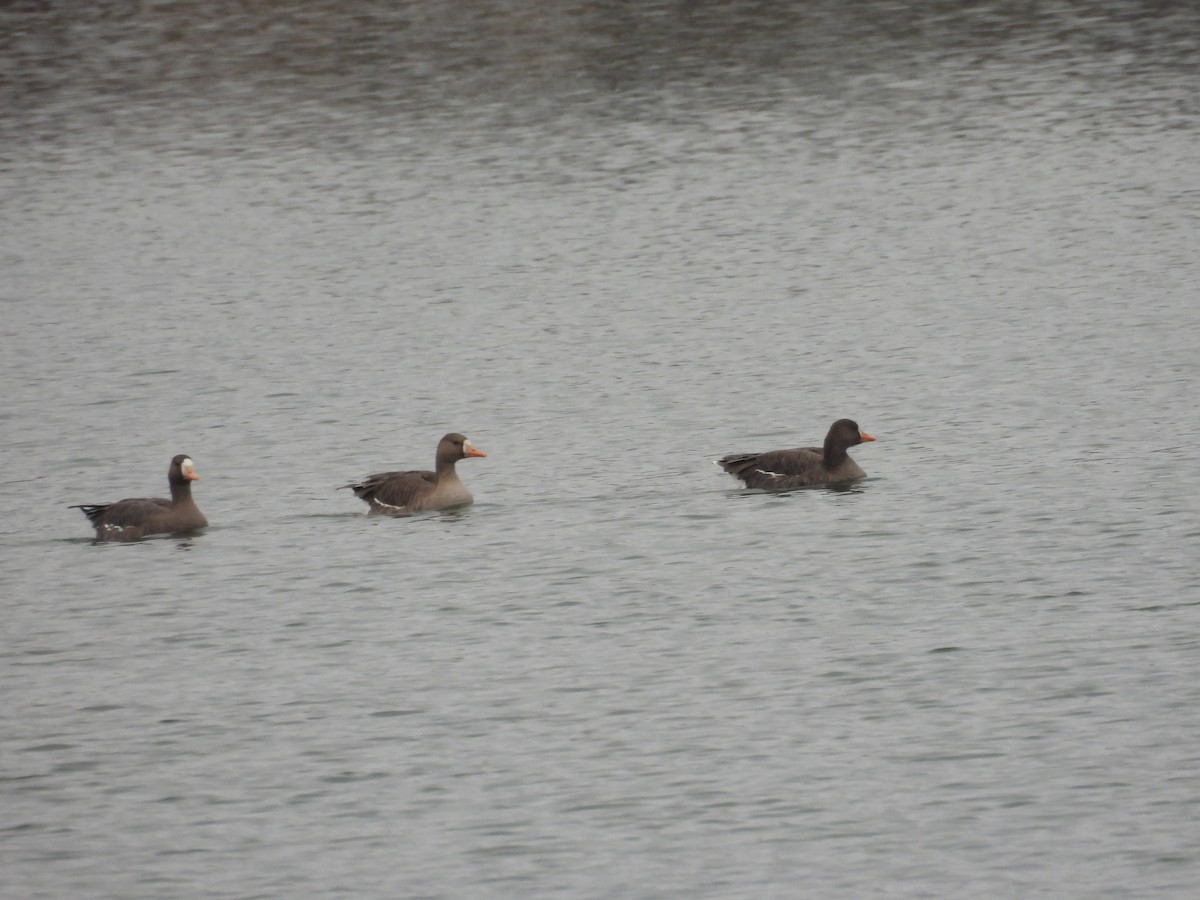 Greater White-fronted Goose - ML646369851