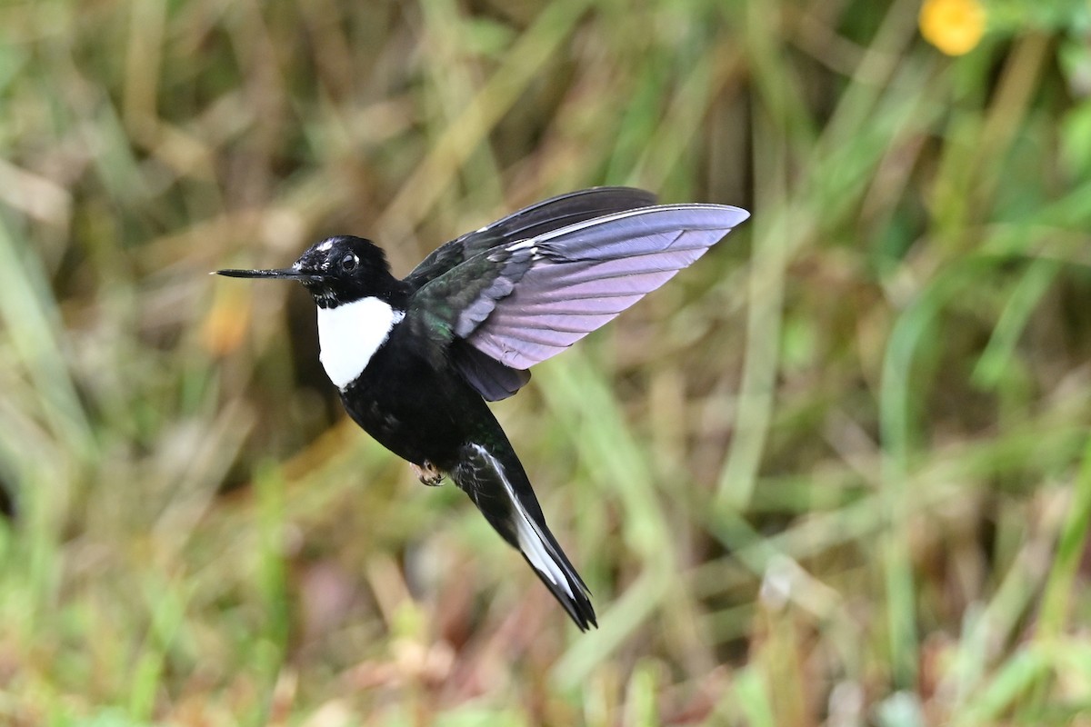 Collared Inca - ML646369852