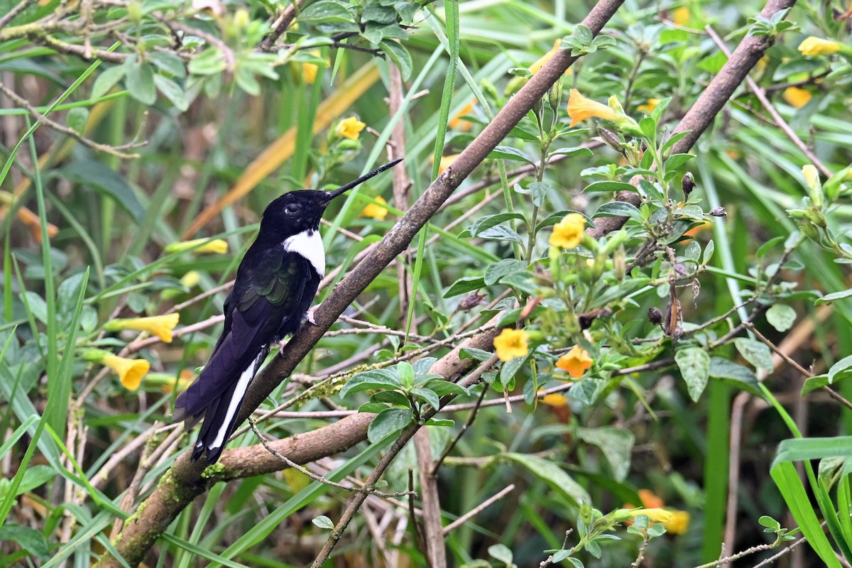 Collared Inca - ML646369855