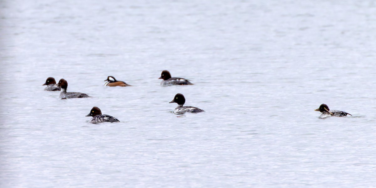 Porrón Osculado - ML646369856