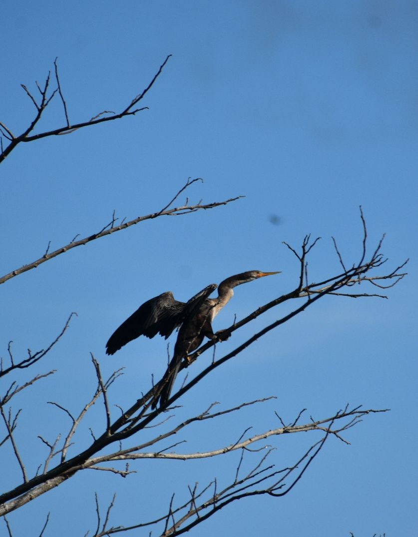 Anhinga - ML646369857