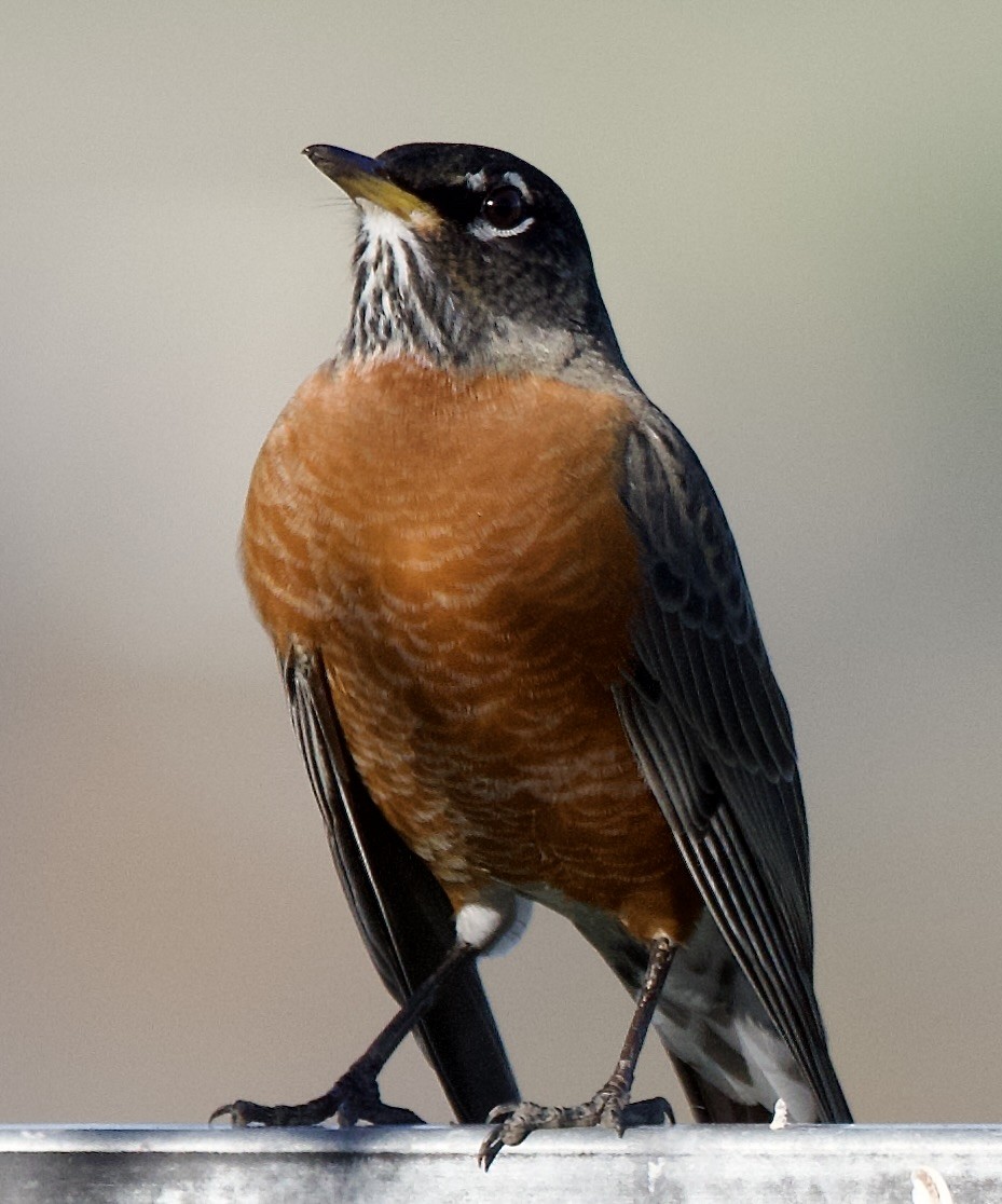 American Robin - ML646369858