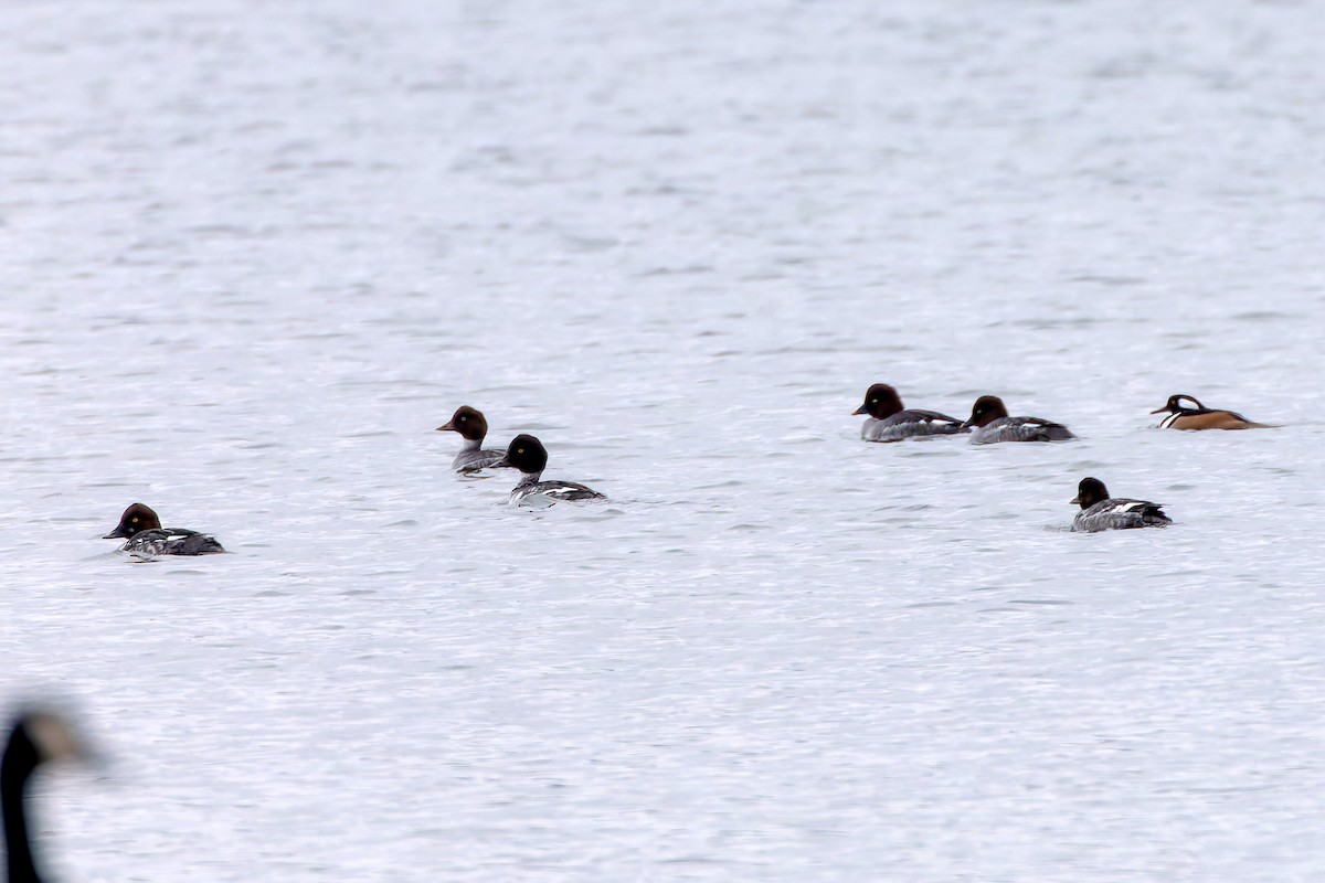 Serreta Capuchona - ML646369859