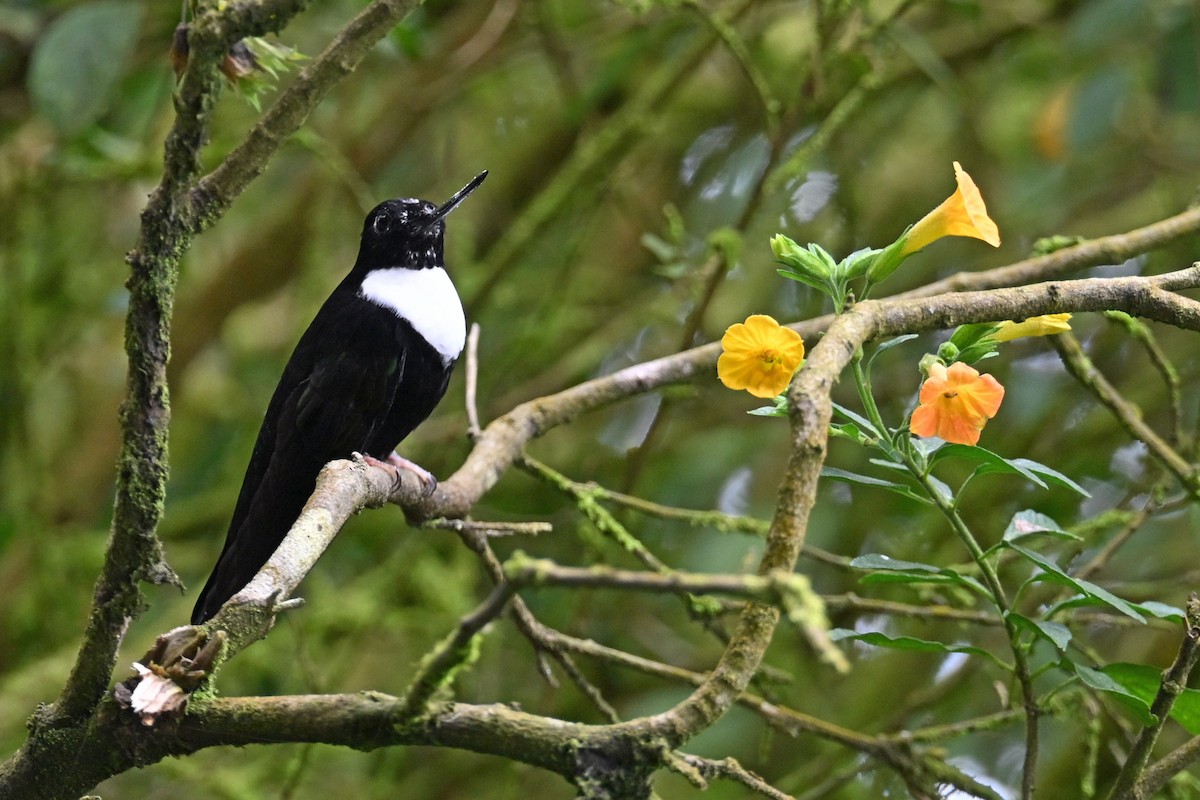 Collared Inca - ML646369861