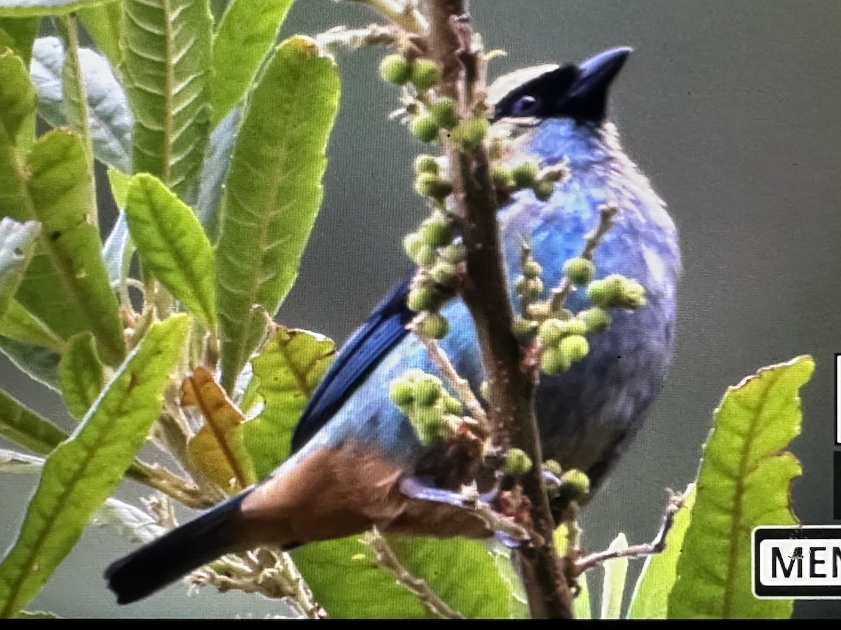 Metallic-green Tanager - ML646369862