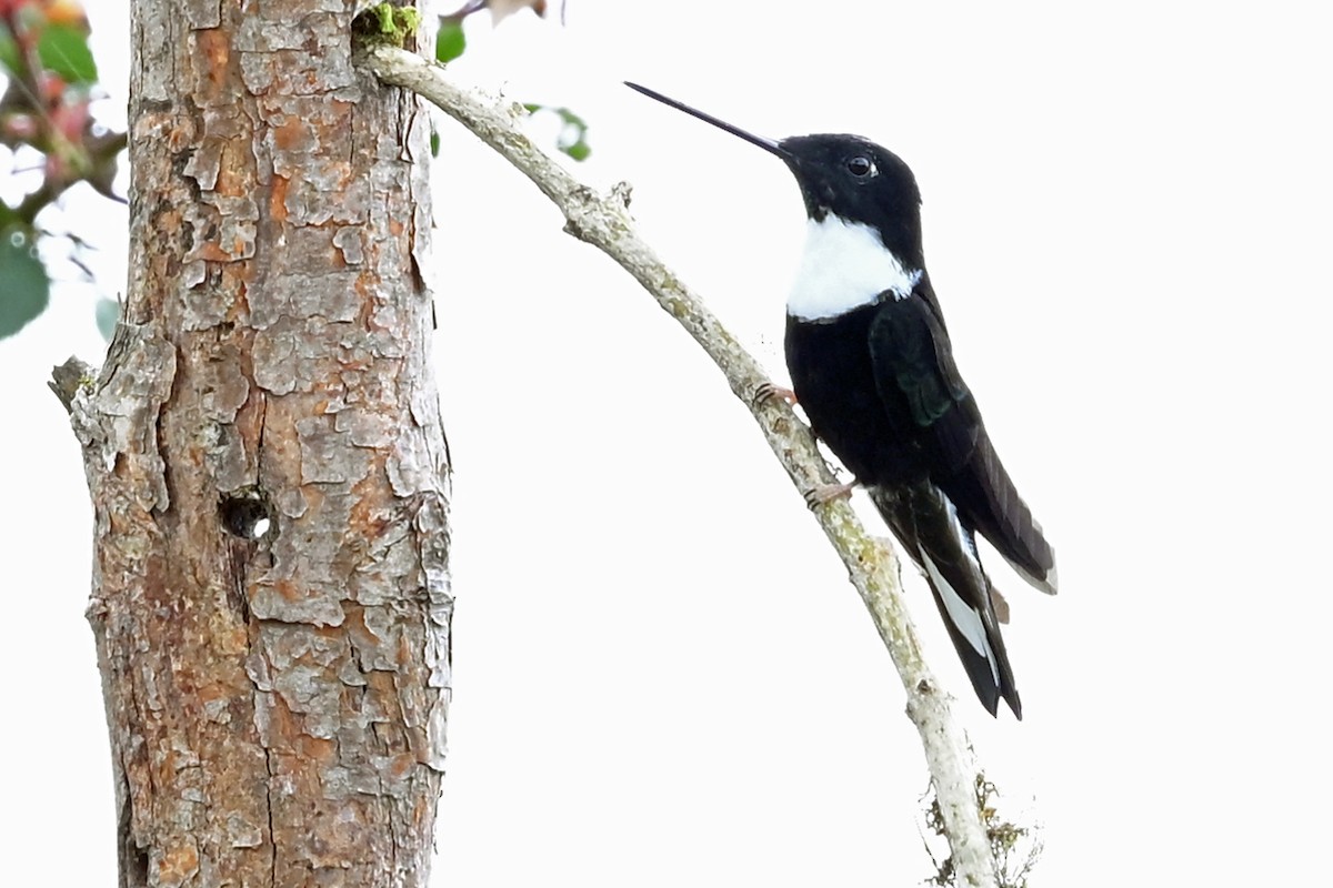 Collared Inca - ML646369870