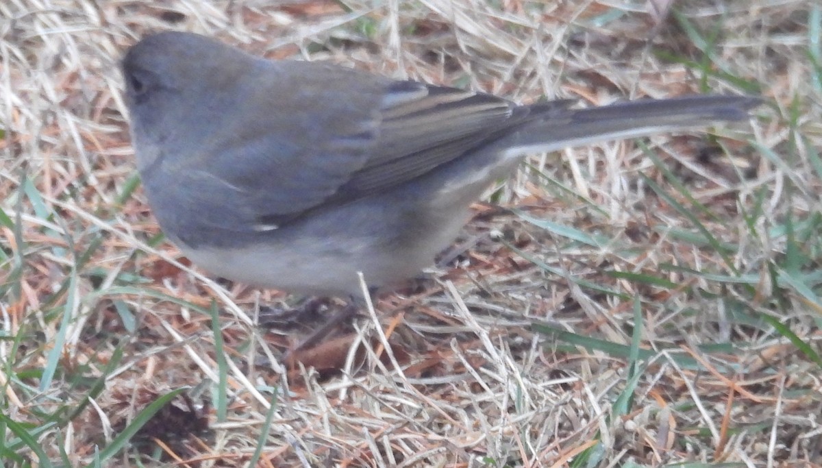 Dark-eyed Junco - ML646369871
