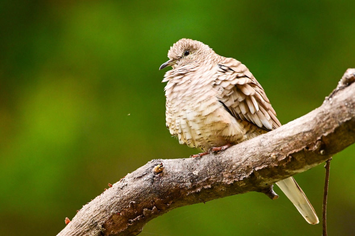 Inca Dove - ML646369872