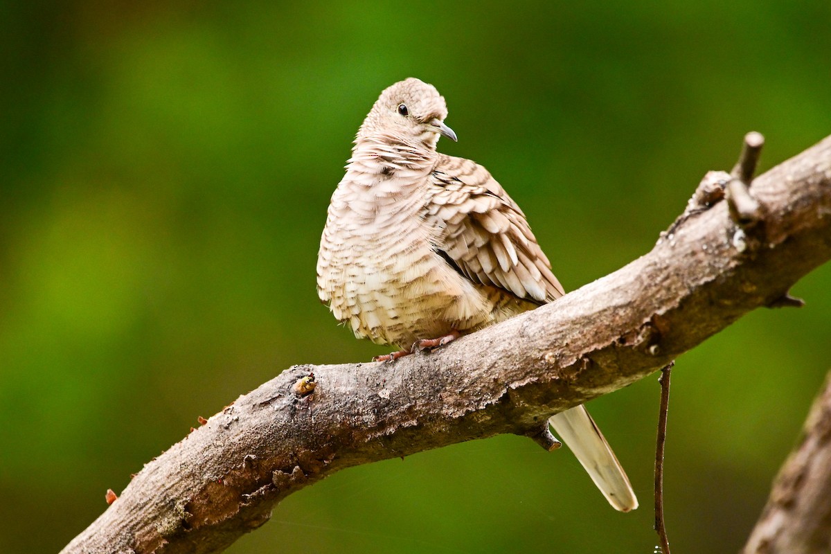 Inca Dove - ML646369873