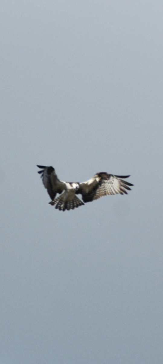 Osprey (American) - ML646369874