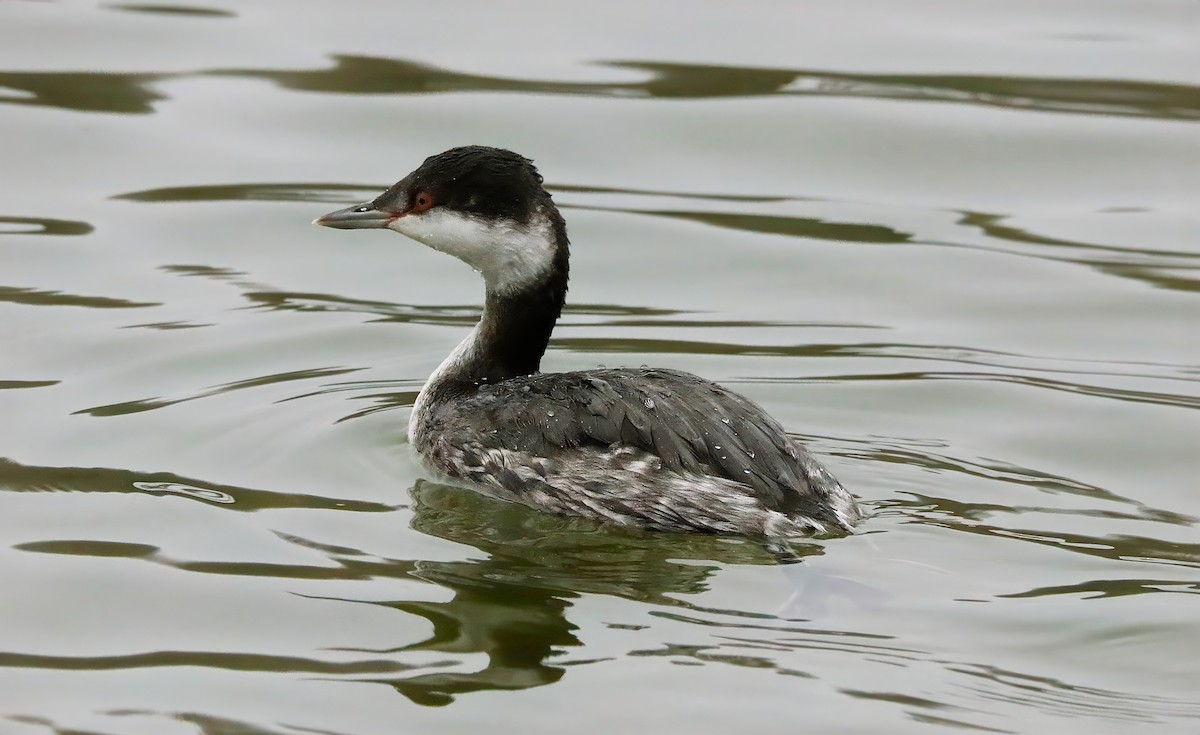 Horned Grebe - ML646369875