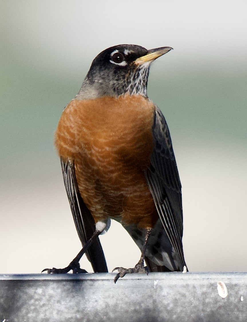 American Robin - ML646369876
