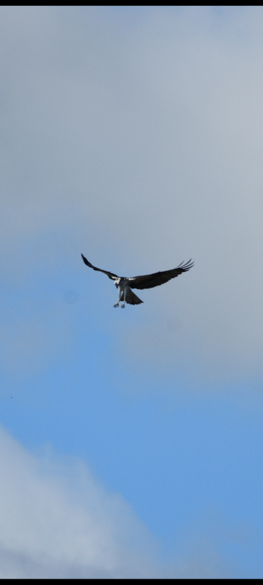 Osprey (American) - ML646369877