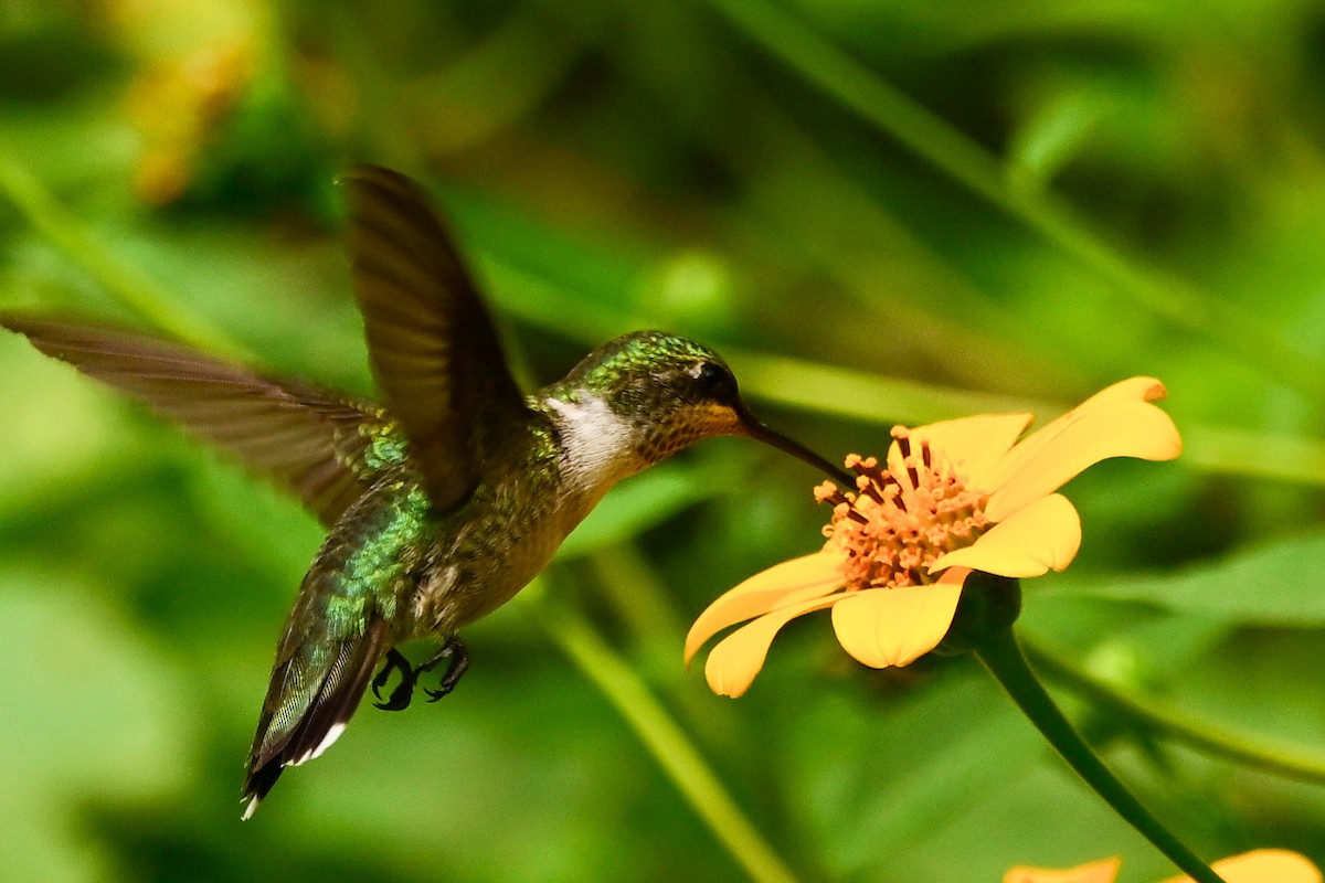 Ruby-throated Hummingbird - ML646369878