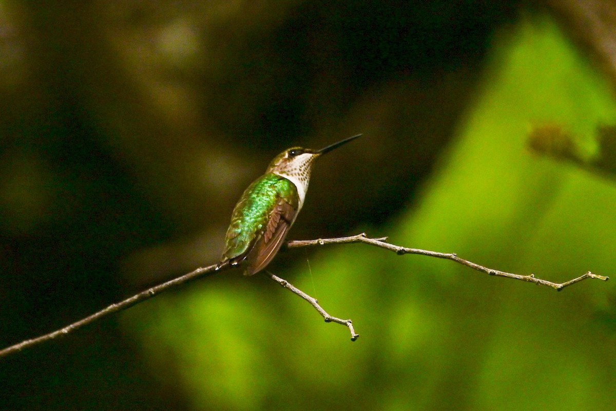 Ruby-throated Hummingbird - ML646369879