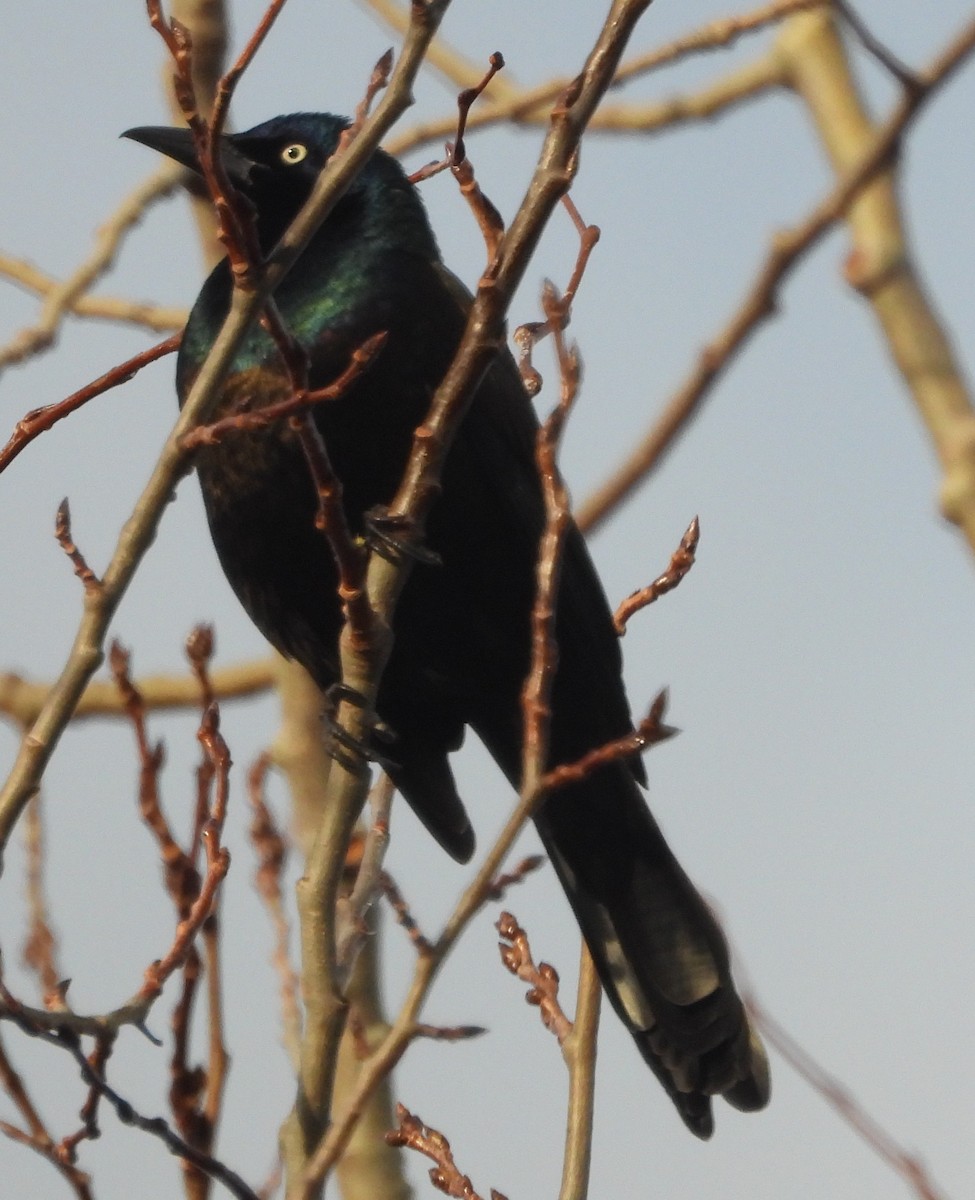 Common Grackle - ML646369880