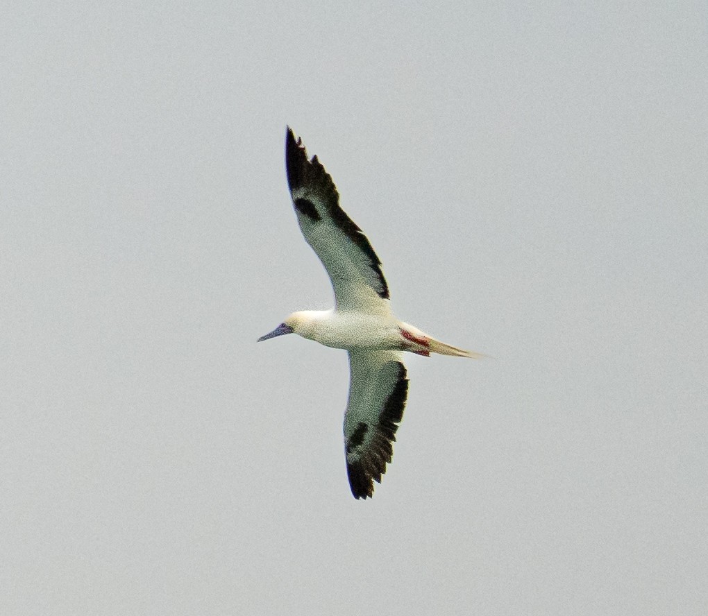 Сула червононога - ML646369881