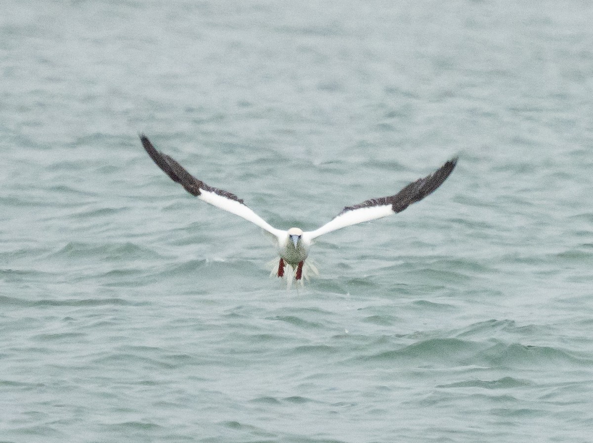 Сула червононога - ML646369882