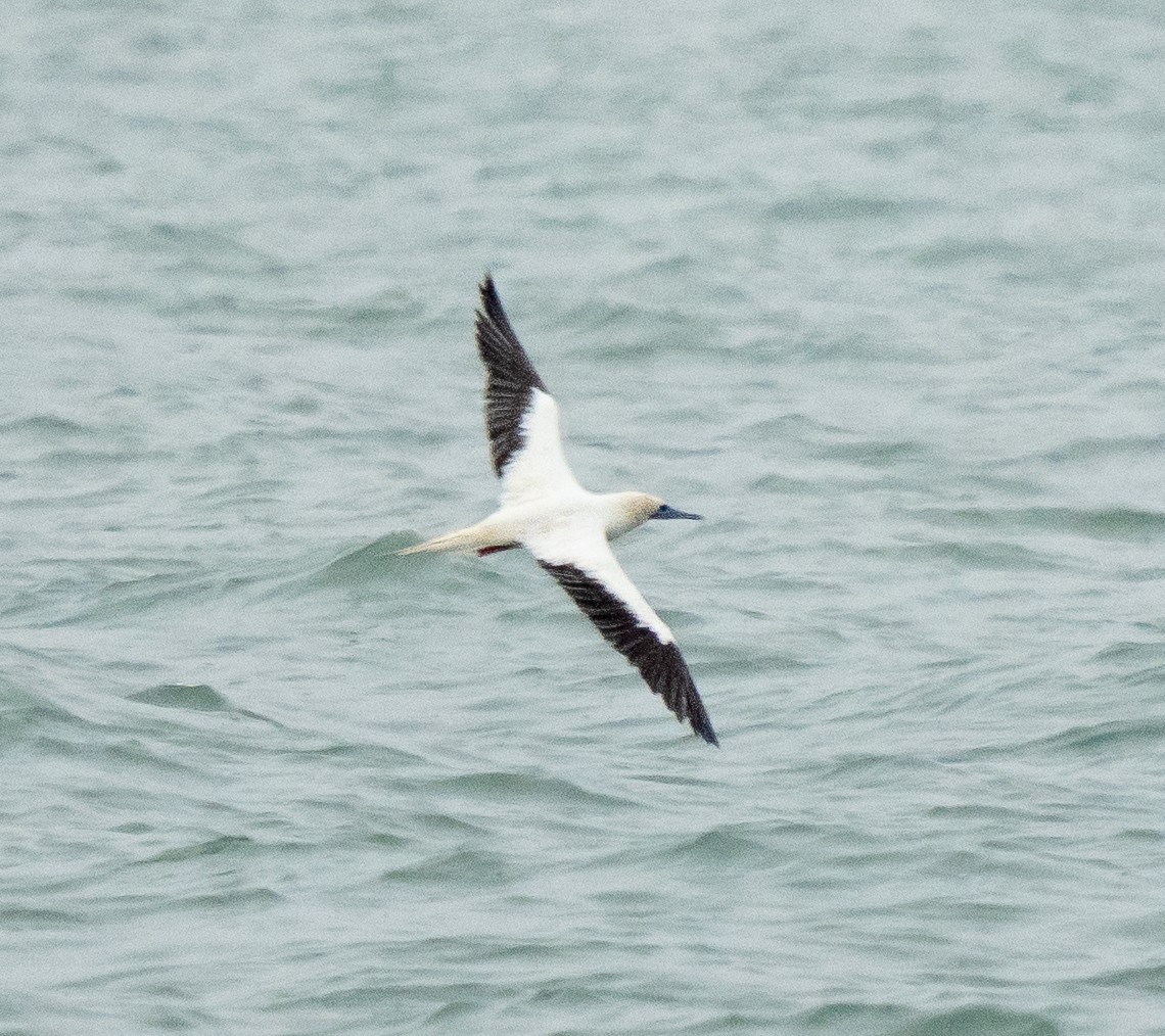 Сула червононога - ML646369883