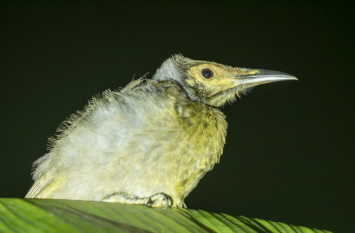 Seram Friarbird - ML646369884