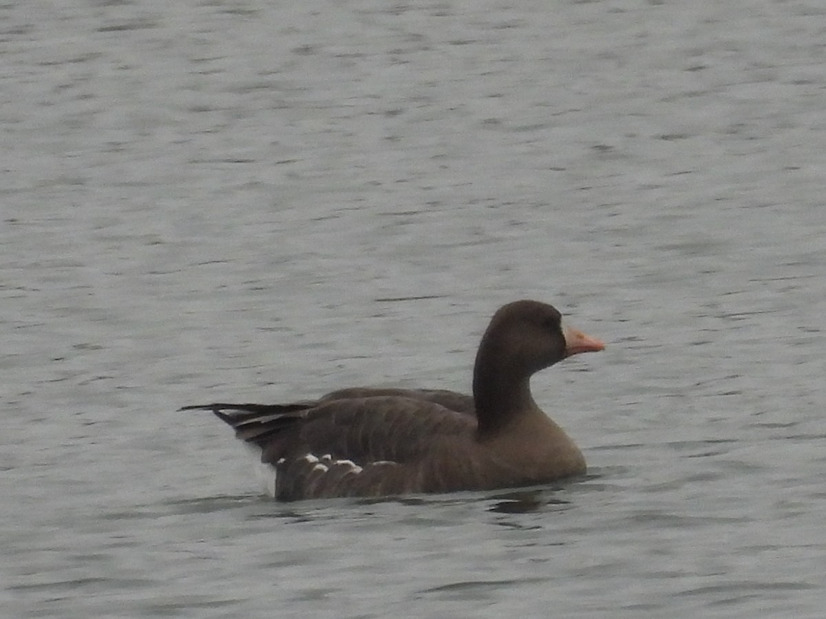 Greater White-fronted Goose - ML646369885