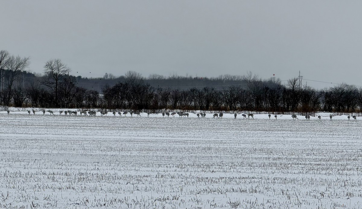 Sandhill Crane - ML646369886