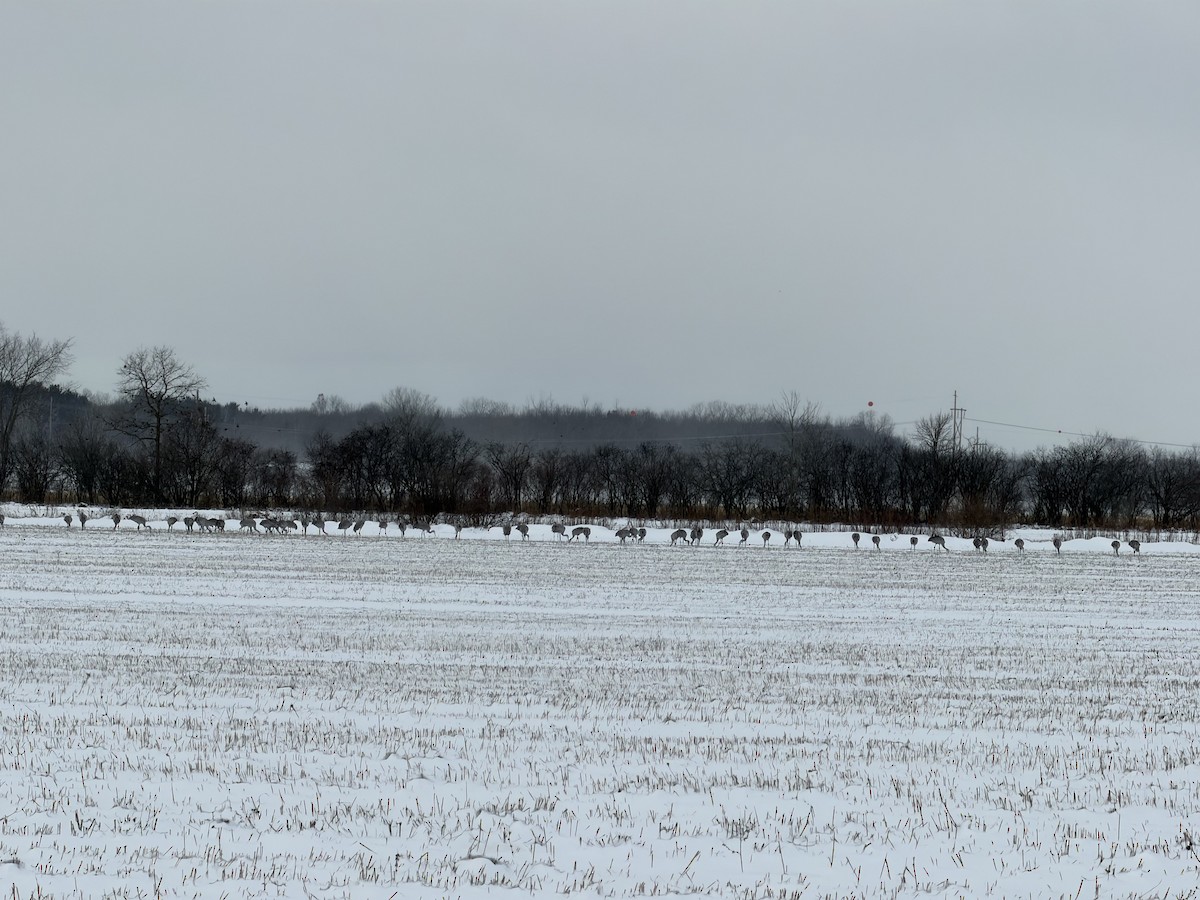 Sandhill Crane - ML646369887