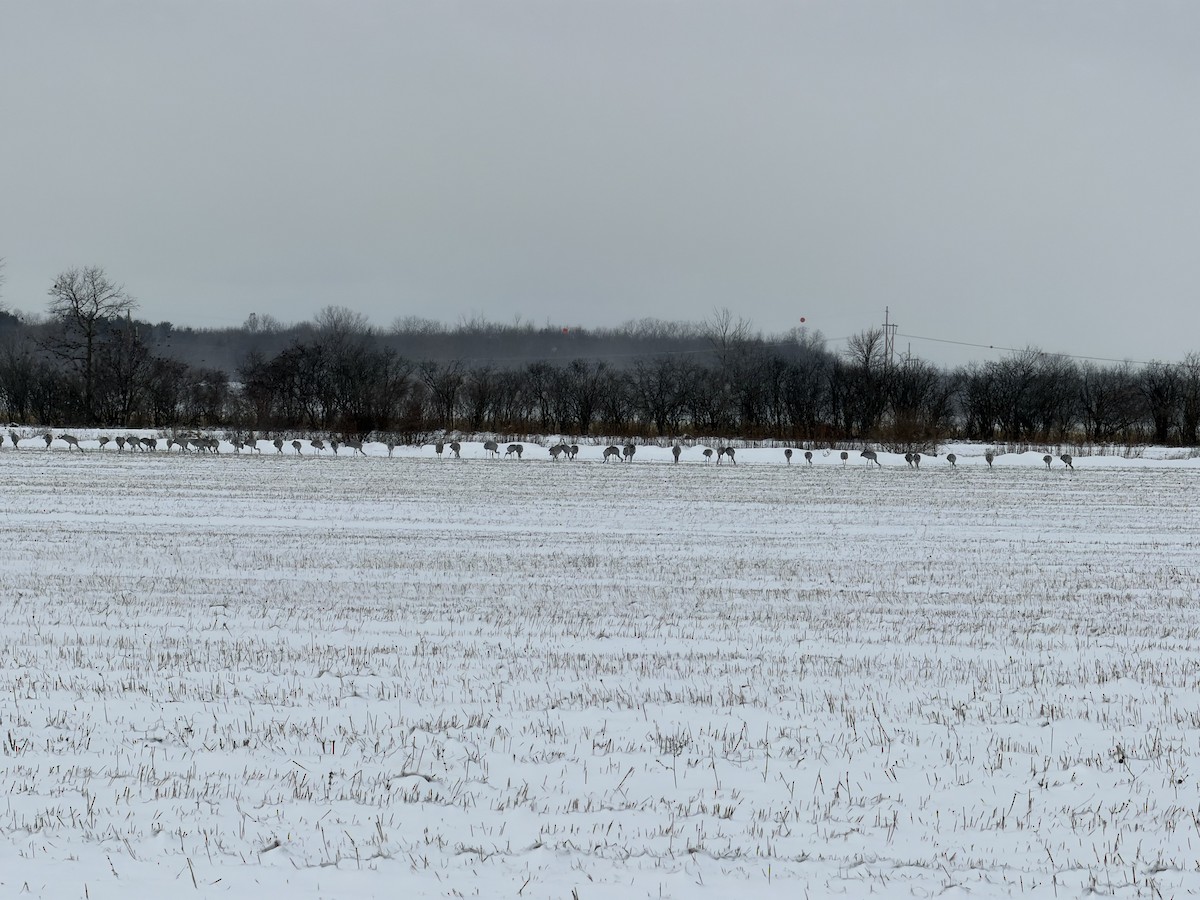 Sandhill Crane - ML646369888