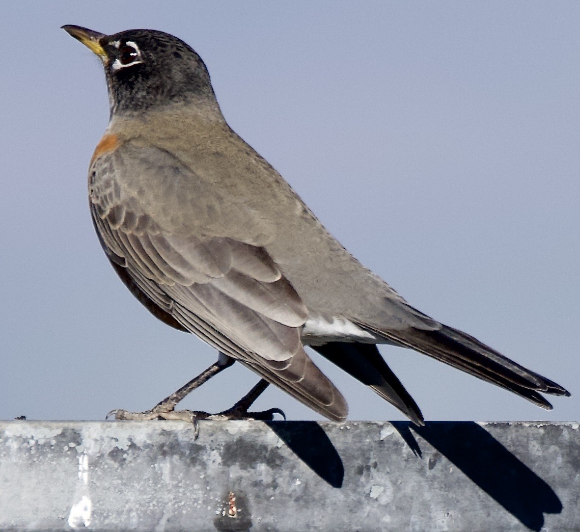 American Robin - ML646369889