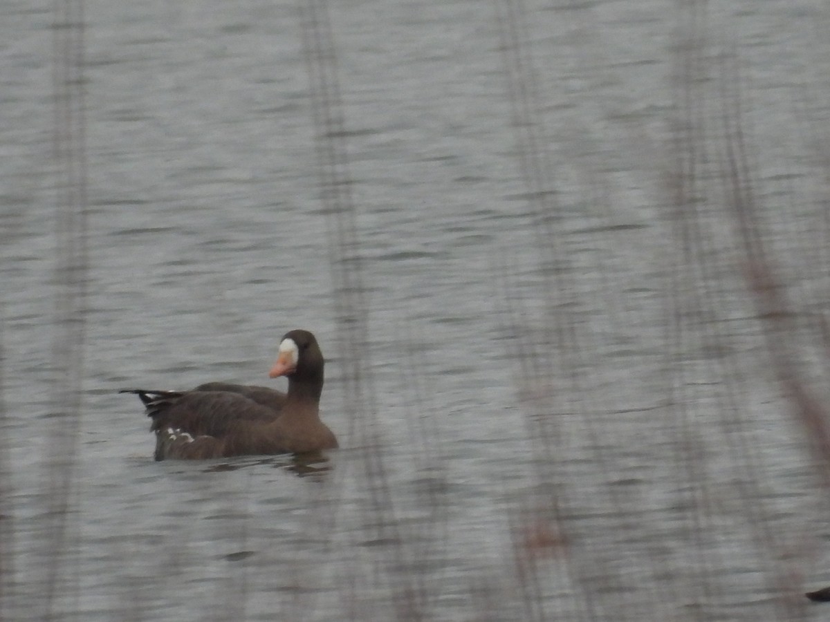 Greater White-fronted Goose - ML646369891