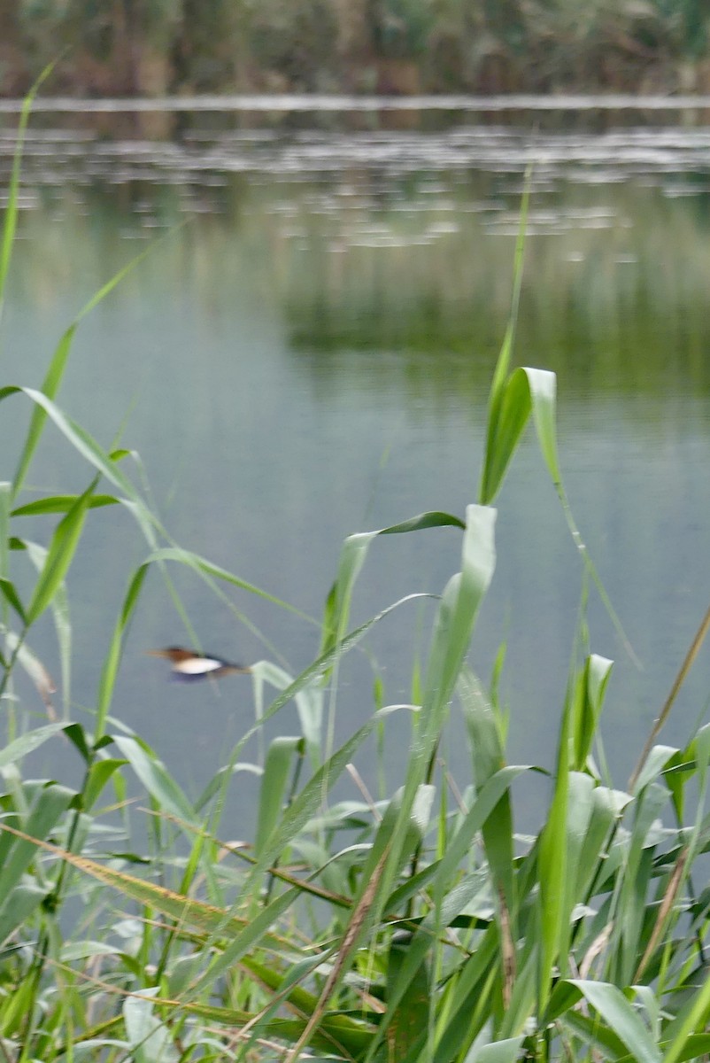 Little Bittern (African) - ML646369892