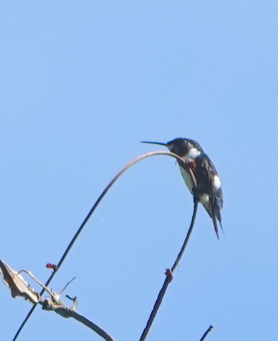 White-bellied Woodstar - ML646369893