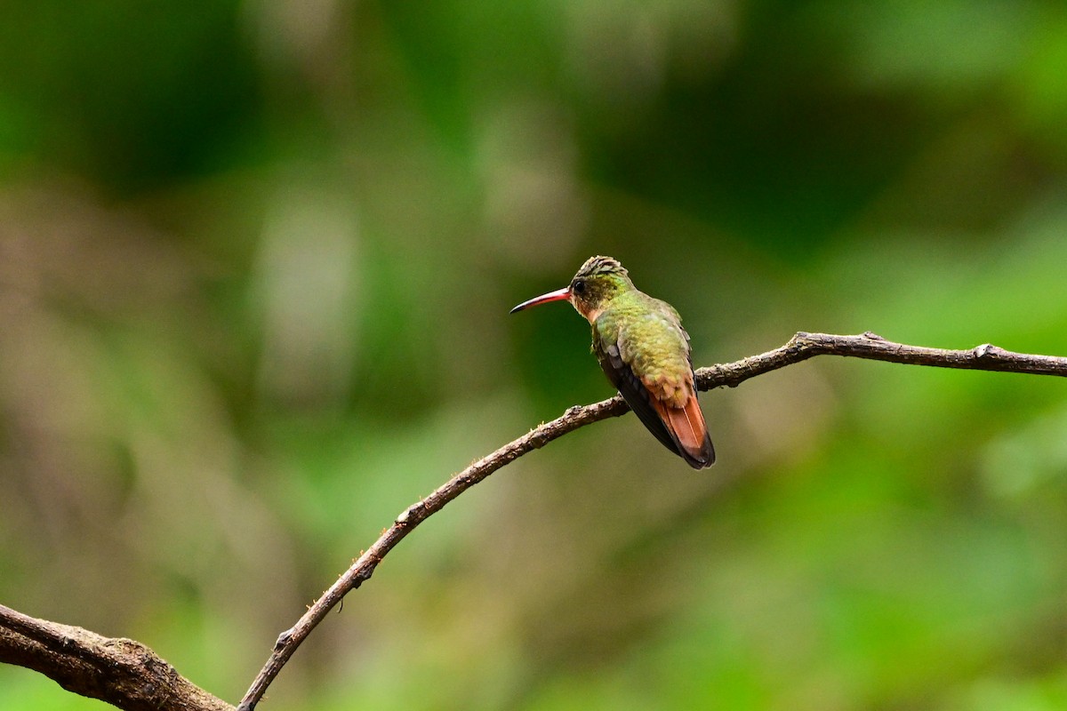 Cinnamon Hummingbird - ML646369894