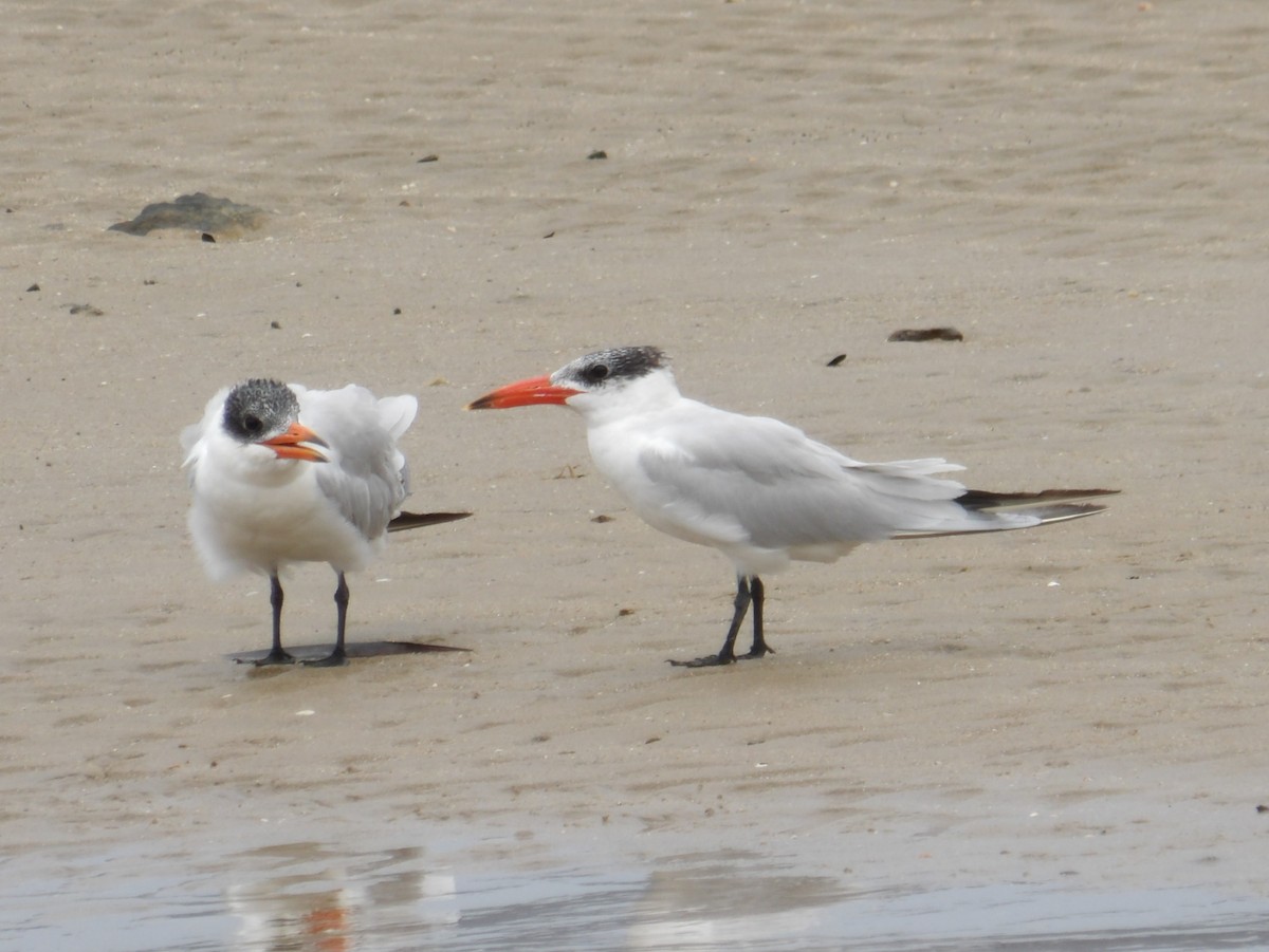 Caspian Tern - ML646369895