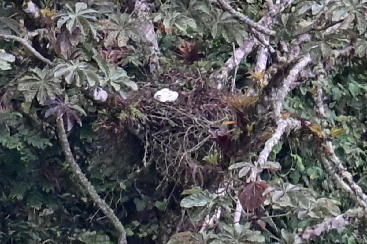 Black-and-chestnut Eagle - ML646369896