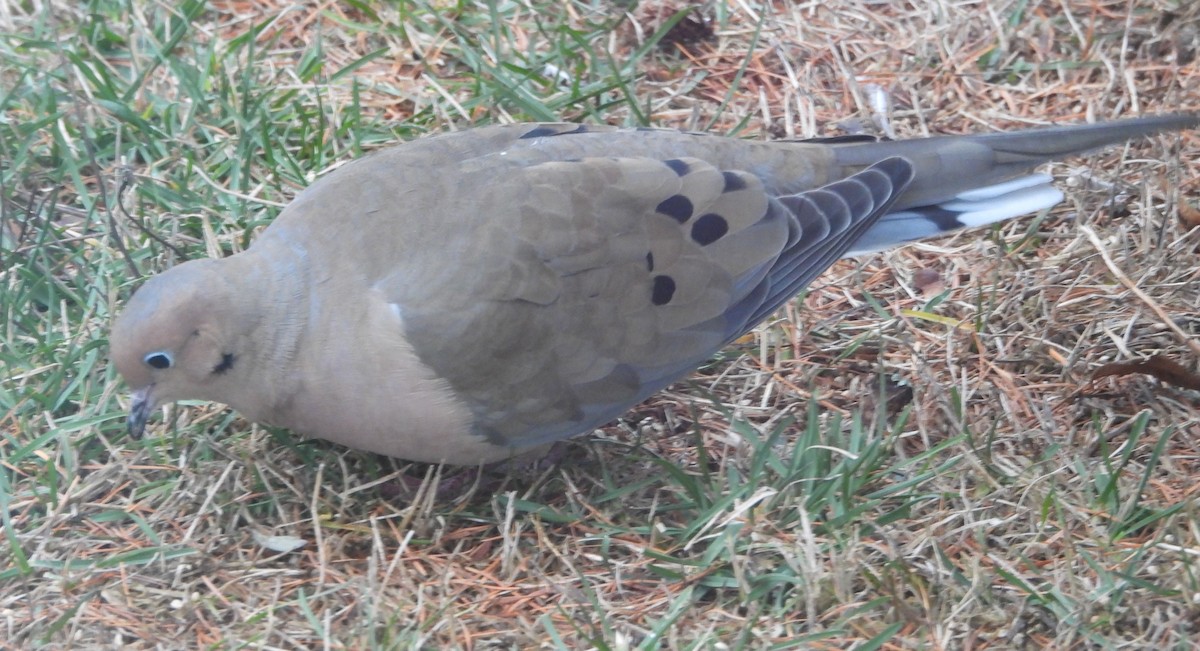 Mourning Dove - ML646369897
