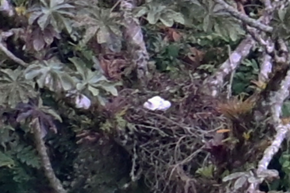 Black-and-chestnut Eagle - ML646369898