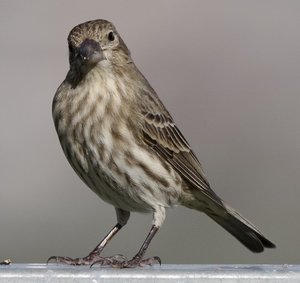 House Finch - ML646369901