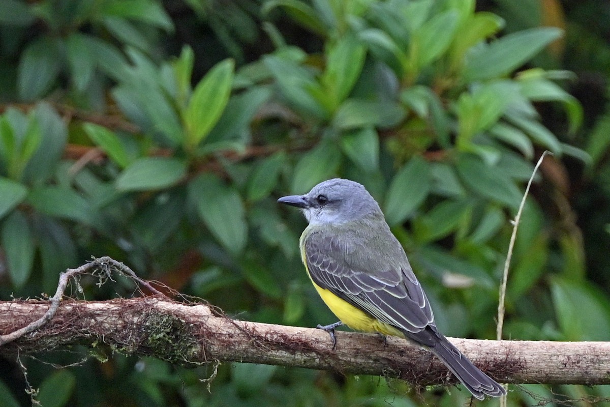 Tropical Kingbird - ML646369905