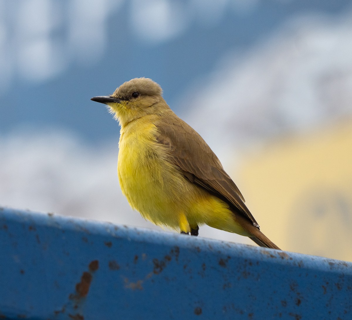 Cattle Tyrant - ML646369906