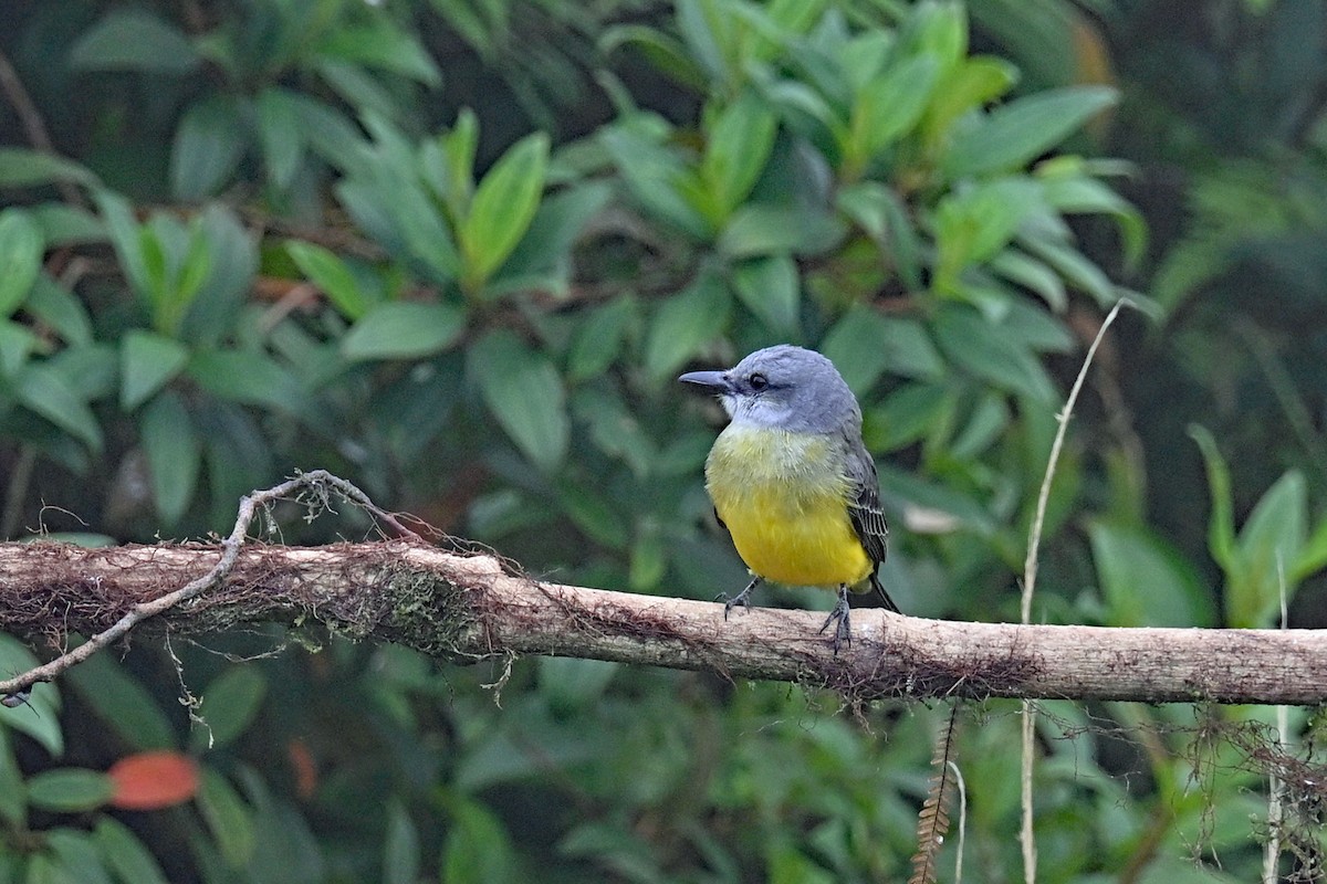 Tropical Kingbird - ML646369907