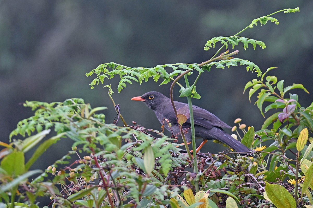 Great Thrush - ML646369910
