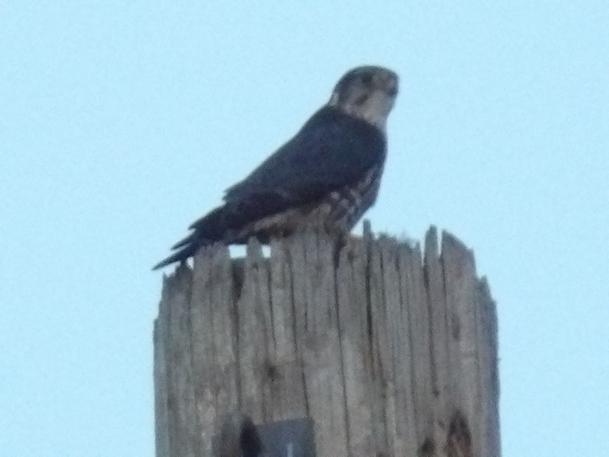 Merlin - ML646369912