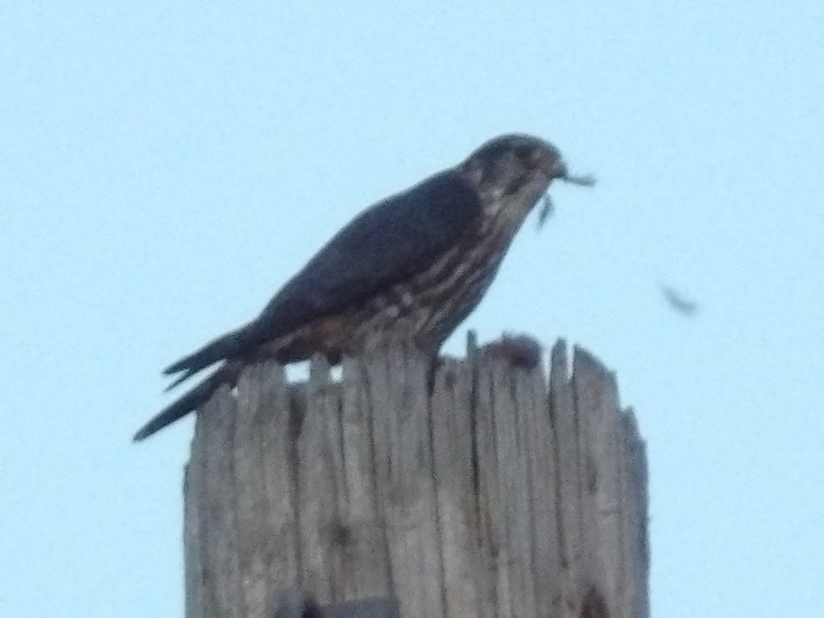 Merlin - ML646369913